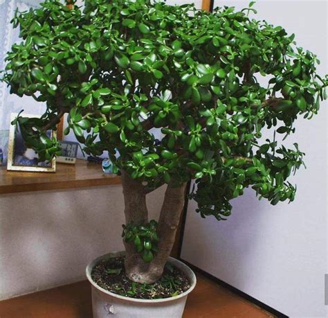 家門口種什麼植物好|大門口養什麼植物好？5種「富貴花」，開花美，枝葉。